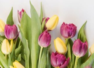 Вітаємо зі святом весни!